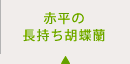 赤平の長持ち胡蝶蘭