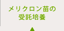 メリクロン苗の受託培養