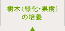樹木（緑化・果樹）の培養