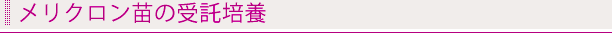 メリクロン苗の受託培養