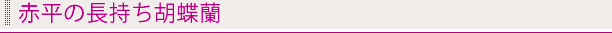 赤平の長持ち胡蝶蘭